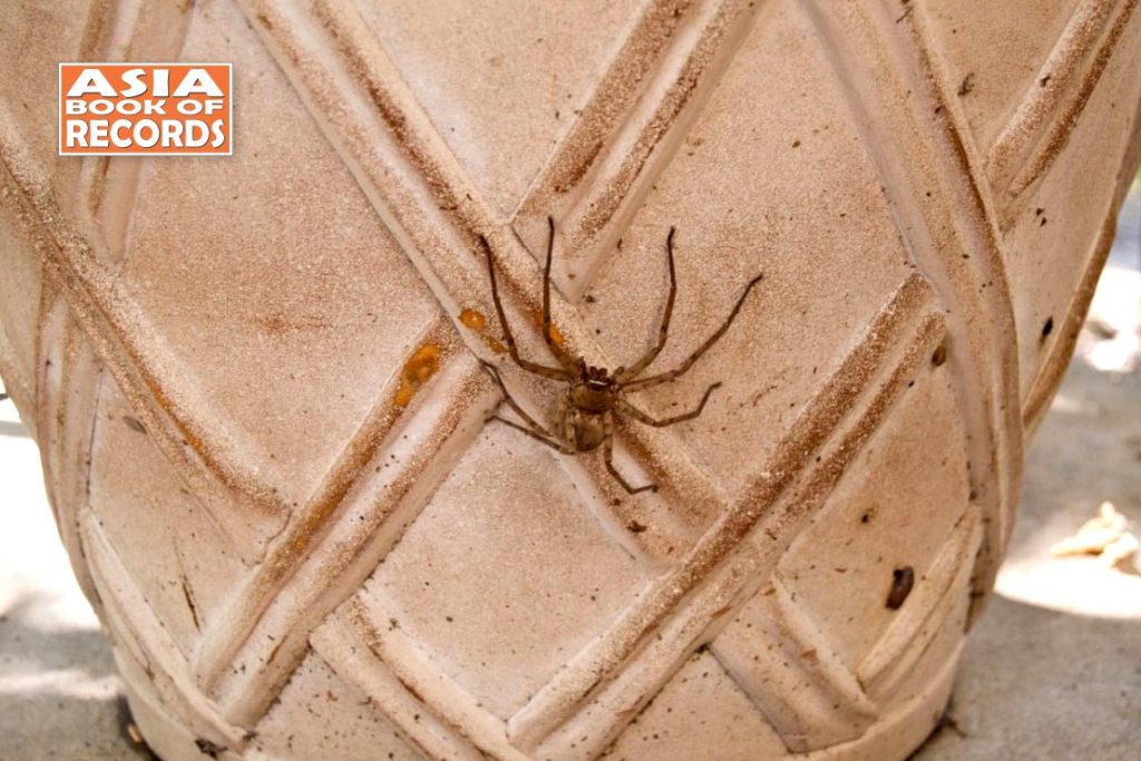 Largest spider by leg span - Asia Book of Records