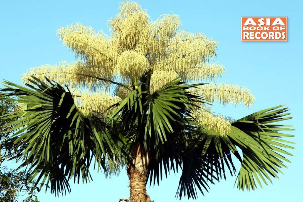 The palm with the largest inflorescence - Asia Book of Records